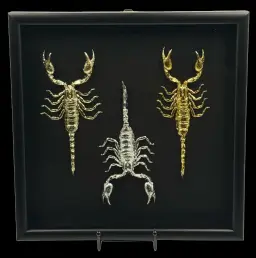 Nature’s Elegance: Scorpion Trio in Stunning Gold and Silver Frame