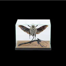 Goliath Beetle in a Glass Cube