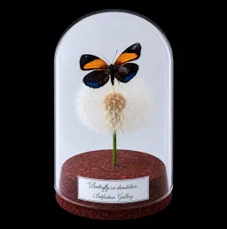 Callicore eunomia on dendlion in Glass cloche 12 cm, Peru