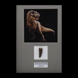 Majestic Fossil: Large Tyrannosaurid Tooth from Kazakhstan
