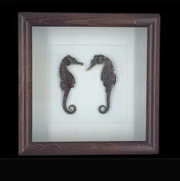 Mediterranean Seahorse – Elegance of the Sea, Preserved in a Frame