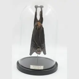 Rousettus leschenaultii – The Java Fruit Bat