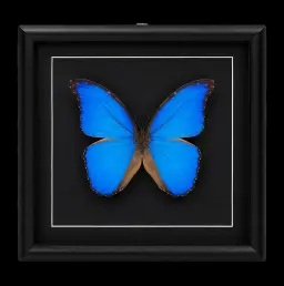Morpho didius in Black Frame, Peru