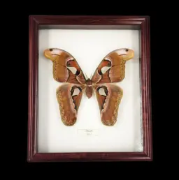 Attacus atlas – The Giant Silk Moth of Thailand