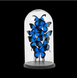 Papilio Ulysses Butterflies in a Glass Cloche