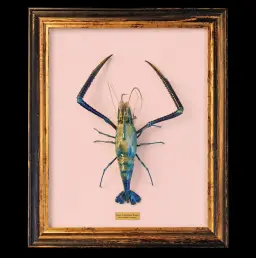 Giant Freshwater Prawn - The Largest Freshwater Crustacean in the World