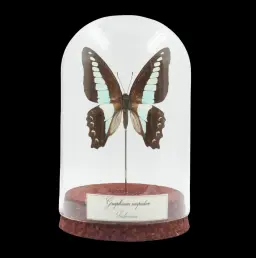 Graphium sarpedon – The Blue Jay of Indonesia