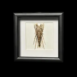 Baikal Amphipod - Acanthogammarus lappaceus in a Wooden Frame 2
