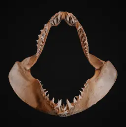 Oceanic Predator: Pristine Shark Jaw