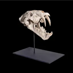 The skull of a Saber-Toothed Cat Machairodus Sp.