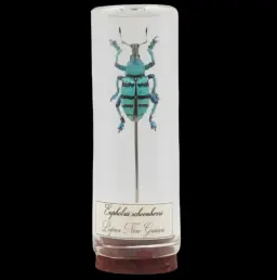 Exquisite Eupholus schoenherri Specimen Encased in Glass – Papua New Guinea