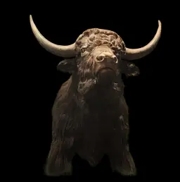 Tibetan Yak Trophy Mount. Tibetan Yak Trophy Mount – A Majestic Emblem of the High Himalayas