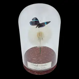 Diaethria sp. on dandelion in Glass cloche, Peru