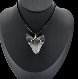 Megalodon Tooth- Pendant,  14gr