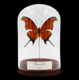 Marpesia petreus in Glass Cloche – Daggerwing Jewel of Peru