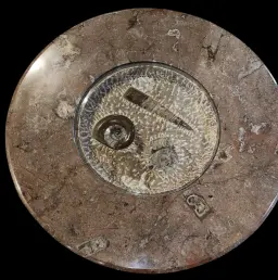 Marble Fossil Table with Orthoceras and Ammonite Cephalopods
