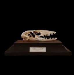جمجمة محفوظة لـ Varanus Rudicollis – اكتشاف نادر في جنوب شرق آسيا