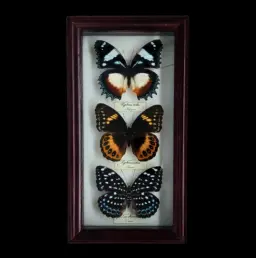 Collection of Hypolimnas butterflies in Frame