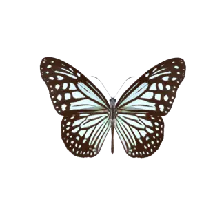 Entomologia & Fauna