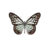 Entomologia & Fauna