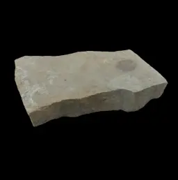 First of the Complex - Fossil Fragment of Dickinsonia from the Ediacaran Era
