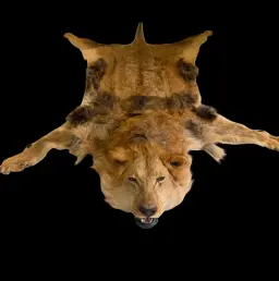 The Sovereign Lion - Full-Body Lion Skin Rug