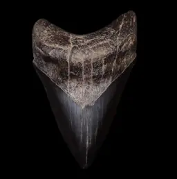 Megalodon Tooth, 76 gr, Mesuem quality, h 9 cm, circa 13 mln years old