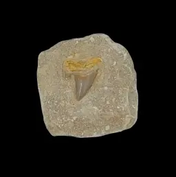 186 gr Plate of Fossilised Otodus Shark's Tooth