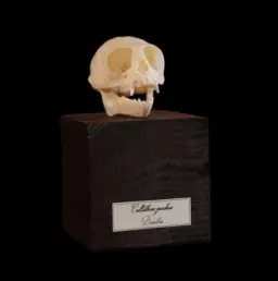 Callithrix Jacchus Skull - A Rare and Delicate Specimen from Brazil's Atlantic Forest