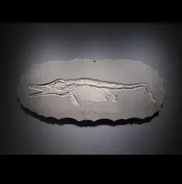Skeleton of marine predator (Ichthyosaur), circa 178 mln years old, Germany, well preserved