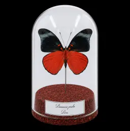 Panacea prola in Glass Cloche 12 cm, Peru
