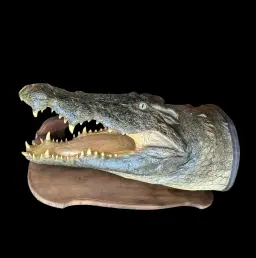 Nile crocodile head,  well-preserved skin texture, South Africa