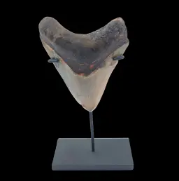 Megalodon Tooth, 132 g, h 10 cm, circa 13 mln years old