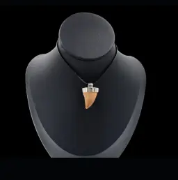 Mosasaur Tooth – 9.2 gr, Height 2.7 cm x 1.8 cm