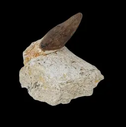 Pappocetus lugardi Jaw with Tooth - Early Walking Whale