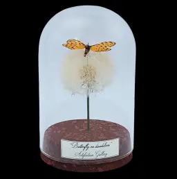 Zerenopsis leopardina on dandelion in glass cloche, South Africa