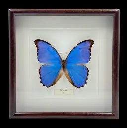 Majestic Blue Wonder: Morpho didius from Peru