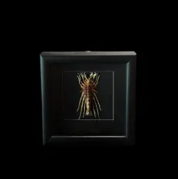 Baikal Amphipod - Acanthogammarus lappaceus in a Wooden Frame