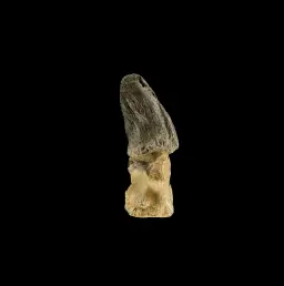 Bothriospondylus Phalanx