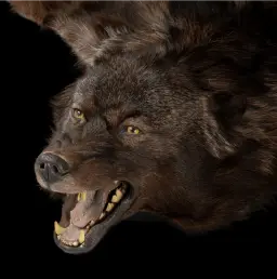 Wild Opulence: Rich Dark Brown Wolf (Canidae) Rug from the Canadian Tundra, 190 cm