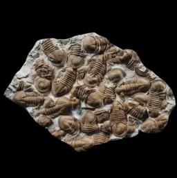 Fossilized Trilobites Plate
