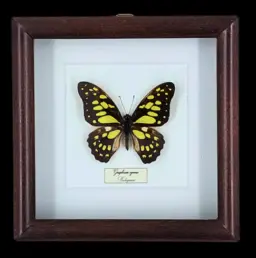 Graceful Flight of the Tropics: Graphium cyrnus in Frame, Indonesia