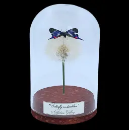 Rhetus periander on dandelion in glass cloche, Peru