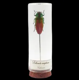 Belionata sumptuosa – The Tropical Gem of Indonesia