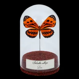 Stalachtis calliope in Glass Cloche 10 cm, Peru