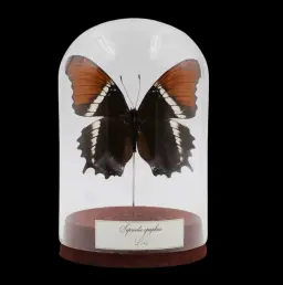 Siproeta epaphus Butterfly in Glass Cloche – Peru