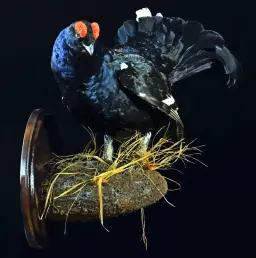 Full-Mount Black Grouse – Elegance of the Northern Forests
