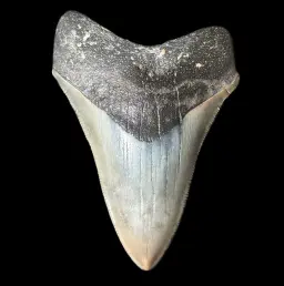 Megalodon Tooth, 96 gr, Polishing, h 9.5 cm, circa 13 mln years old
