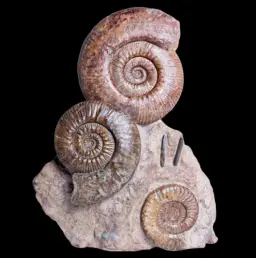 Ammonite Cluster – Natural Sculpture from an Ancient Sea