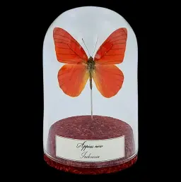 Appias nero in Glass Cloche 10 cm, Indonesia